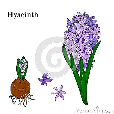 Blooming lilac hyacinth. Vector Illustration