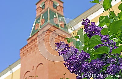 Blooming lilac near the tower of the Moscow Kremlin. A branch of blossoming lilacs in the city garden Stock Photo