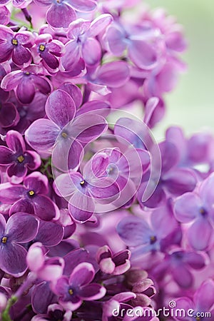 Blooming lilac purple flowers close up Stock Photo