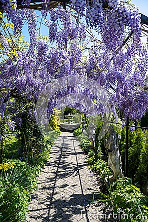 Blooming lilac wisteria on iron arches, fresh green plants Stock Photo