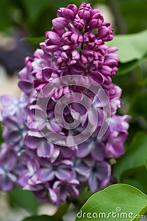 Blooming lilacs in spring in the garden nature Stock Photo