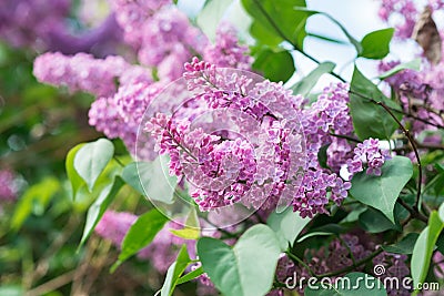 Blooming lilacs. Wallpapers with spring flowers Stock Photo