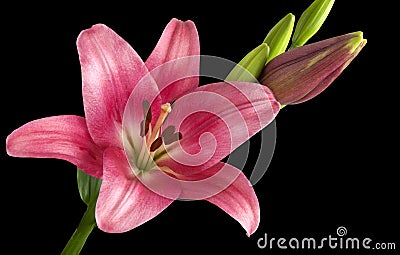 Blooming Lily Royalty Free Stock Photos Image