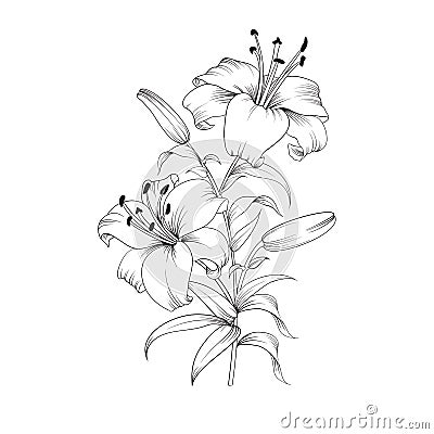 Blooming lily flower Vector Illustration