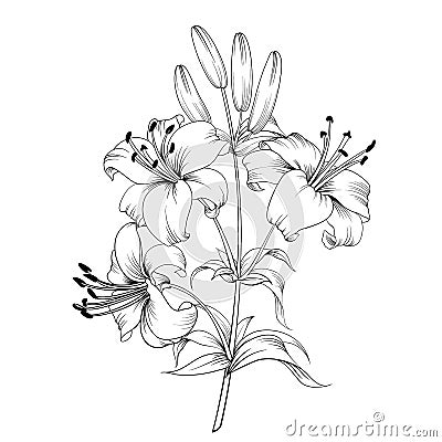 The Blooming lily. Vector Illustration