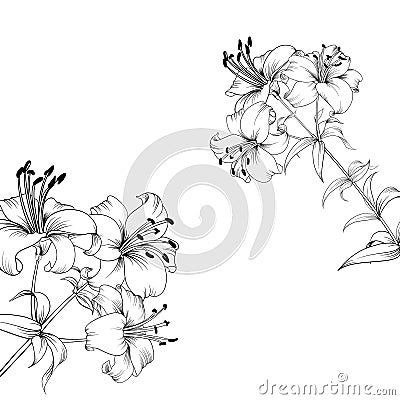 The Blooming lily. Vector Illustration