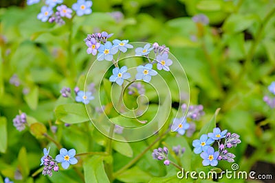 Blooming little blue meadow flower in garden. Forget-me-not or Myosotis flowers Stock Photo