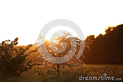 Blooming little tree in bright sunny backlight at beautiful dawn Stock Photo