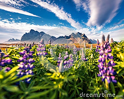 Blooming loopine flowers on Stokksnes cape. Stock Photo