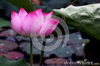 Blooming lotus in lake Stock Photo