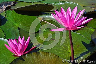 Blooming lotus flower in pond, Pink Lotus Stock Photo