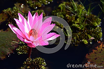 Blooming lotus flower in pond, Pink Lotus Stock Photo