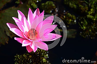 Blooming lotus flower in pond, Pink Lotus Stock Photo