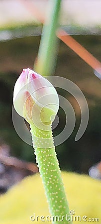 The Blooming Lotus Flower on Rainy Season Stock Photo