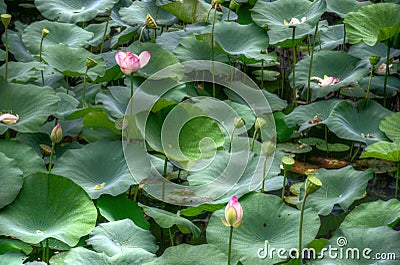 Lotuses garden with flowers Stock Photo