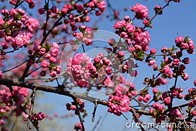 Blooming Louiseania triloba Amygdalus triloba. Bright pink flowers bloom in early spring Stock Photo