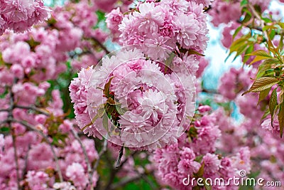 Blooming Louisiana, three-lobed almonds, soft pink lush flowers on a branch of a bush Stock Photo