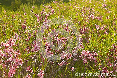 Blooming low steppe almond with pink flowers, dwarf Russian almond, ornamental shrubs for the garden, floral background, wallpaper Stock Photo
