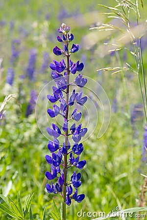 Blooming lupine blue cyan single, vertical beautiful lupine flower, wild blooming meadow Lupinus Stock Photo
