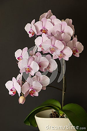 Blooming lush orchid with striped petals is called Phalaenopsis Moscow . Home flowers Stock Photo