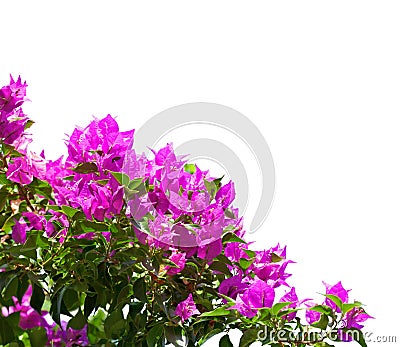 Blooming magenta Bougainvillea isolated on white background Stock Photo