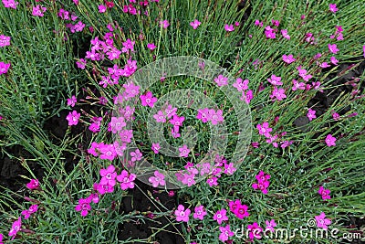 Blooming magenta colored Dianthus deltoides Stock Photo