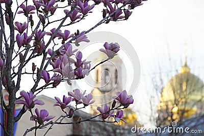 Blooming Magnolia on the background of an Orthodox Church Stock Photo