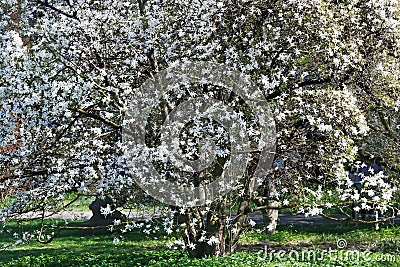 Blooming Magnolia stellata Royal Star or Star Magnolia trees on bright spring day Stock Photo