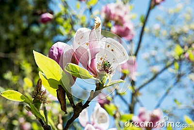 Blooming magnolia tree Stock Photo