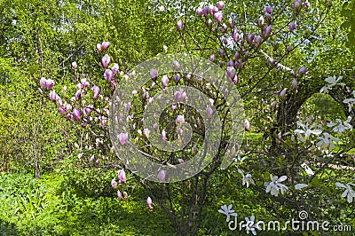 Blooming magnolias Stock Photo