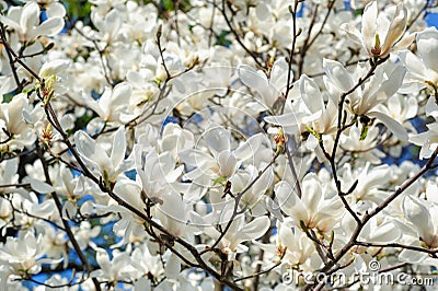 Blooming Magnolias trees in Spring Garden Stock Photo