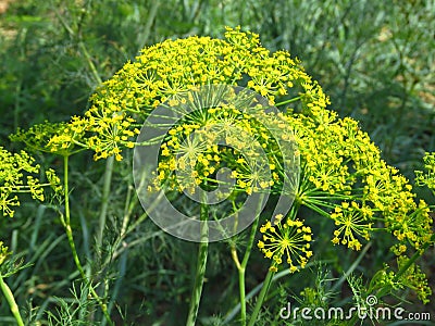 Anethum graveolens. Anethum graveolens L. dill aromatic medicinal annual herb. Blooming mammoth dill in the garden. Stock Photo
