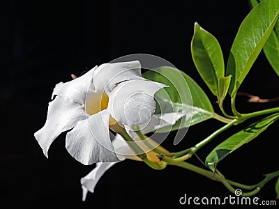 Blooming mandevilla, rocktrumpet on black background Stock Photo