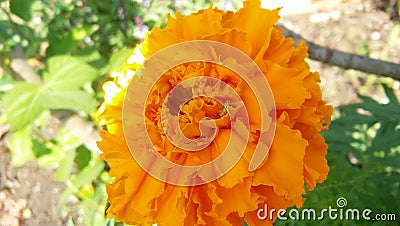 Blooming marigold flowers Stock Photo