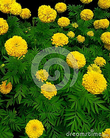 Blooming marigold flowers are growing in the garden Stock Photo