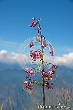 Blooming martagon lily against blue sky outdoors Stock Photo