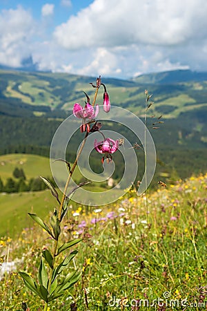 Blooming Martagon lily in a beautiful alps landscape view Stock Photo