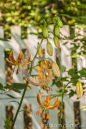 Blooming Martagon or turk`s cap lily, lilium martagon `Peppard Gold` in garden Stock Photo