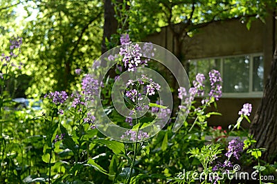 Blooming matthiola as an example of Guerrilla gardening Stock Photo