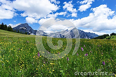 Blooming meadow flowers in spring time with blue sky and cumulus clouds in the Austrian Alps Stock Photo
