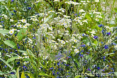 Flowering meadow herbs Stock Photo