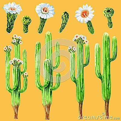 Blooming mexican Cactus and its Flowers in A Set Cartoon Illustration