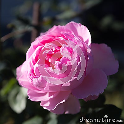 Blooming mid pink English roses in autumn garden on a sunny day. Rose The Ancient Mariner Stock Photo