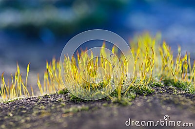 Blooming moss in the forest macro. Fresh moss sprouts and blooms Stock Photo