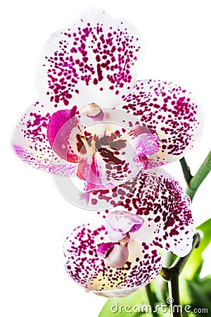 Blooming motley orchid, isolated on white background Stock Photo