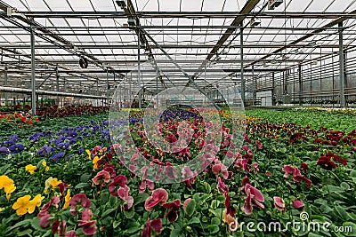 Blooming multi-colored violets grown in modern greenhouse, selective focus Stock Photo