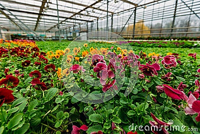 Blooming multi-colored violets grown in modern greenhouse, selective focus Stock Photo