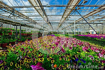 Blooming multi-colored violets grown in modern greenhouse, selective focus Stock Photo