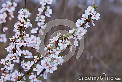 Blooming Nanking cherry Prunus tomentosa in spring Stock Photo
