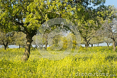 Blooming nature in spring Stock Photo